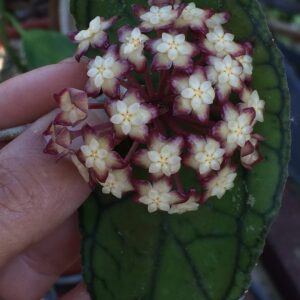 Hoya finlaysonii (Big Leaves) (4" hanging basket)