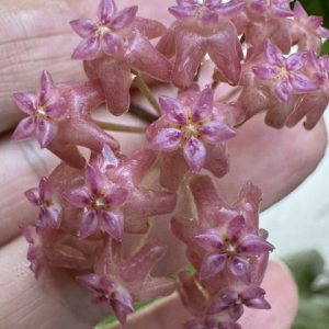 Hoya fitchii (orange) x fuscomarginata (3.5" pot)