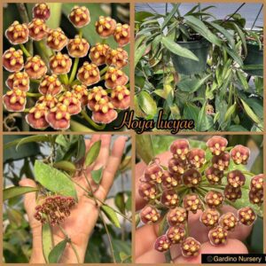 Hoya lucyae (2.5" pot) (dollar add-on) (ONE add-on PER PERSON, extras WILL be removed from order)