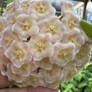 Hoya maingayi