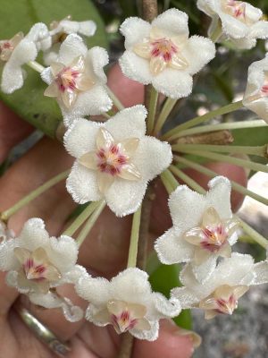Hoya oreogena (4" pot) - Image 3