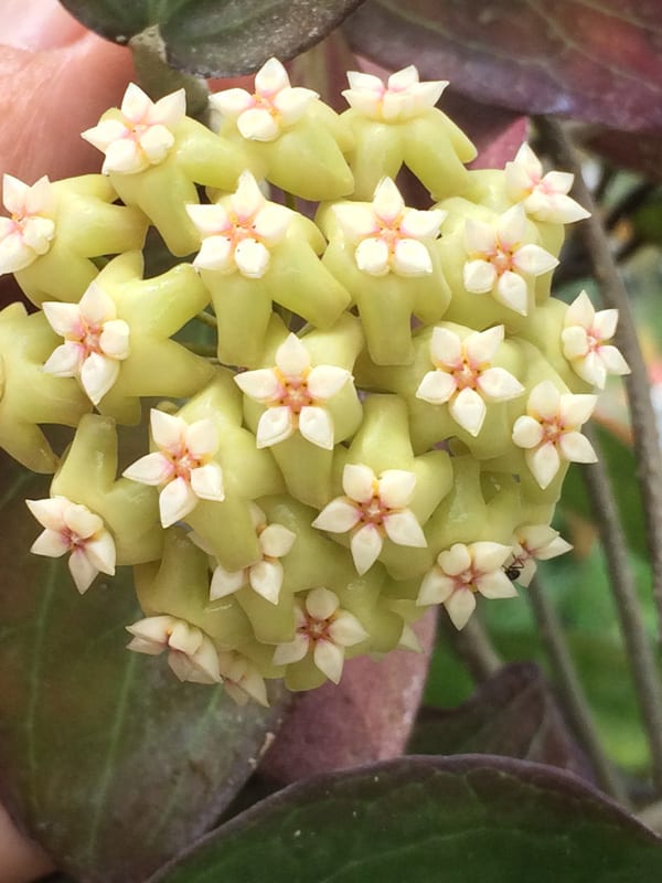 Hoya pottsii 'McIlwraith Range' IML 0022 (4" pot) - Image 5