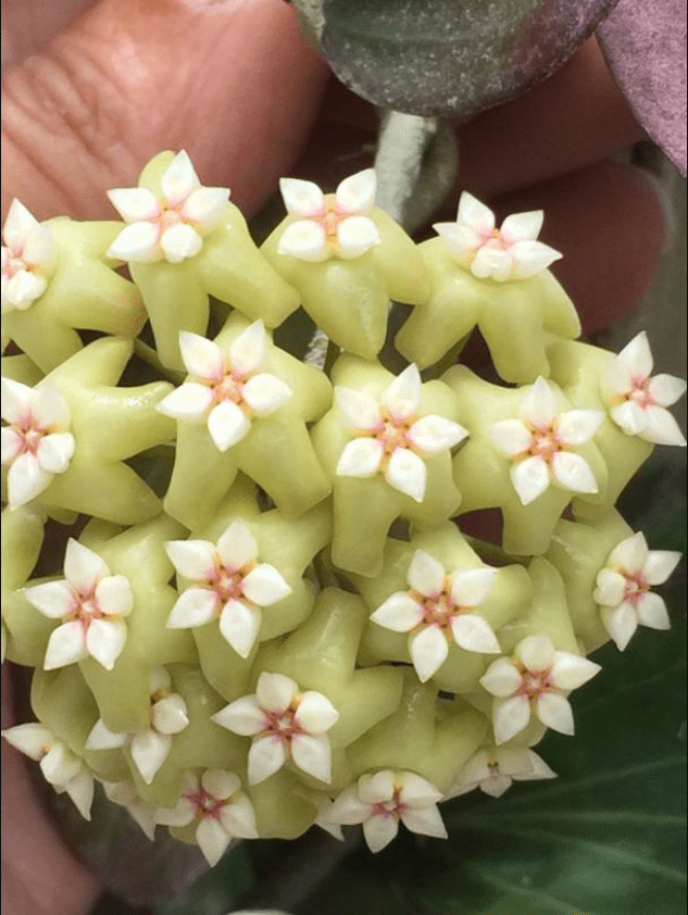 Hoya pottsii 'McIlwraith Range' IML 0022 (4" pot) - Image 7