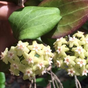 Hoya pottsii 'McIlwraith Range' IML 0022 (4" pot)