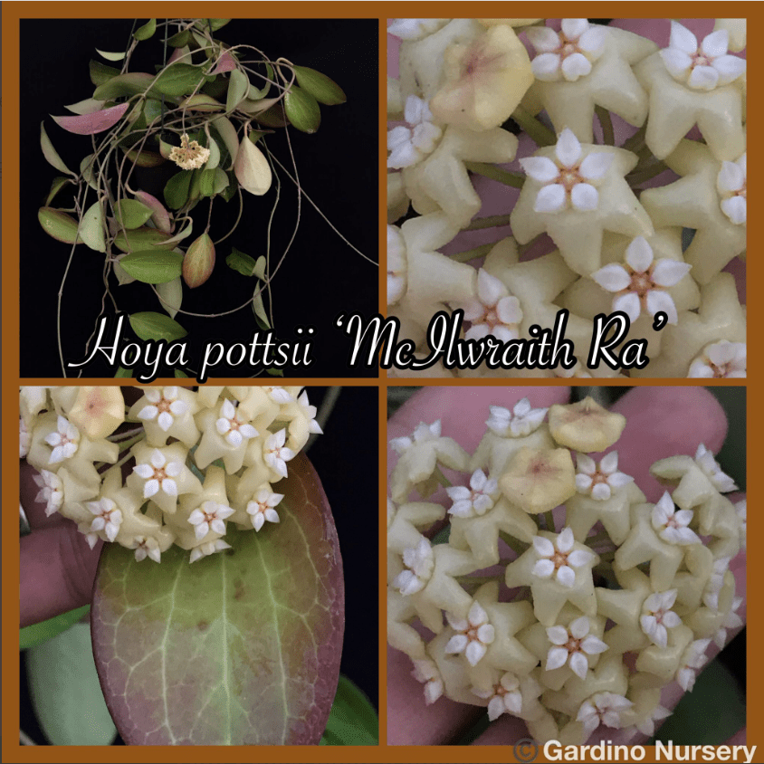 Hoya pottsii 'McIlwraith Range' IML 0022 (4" pot) - Image 6