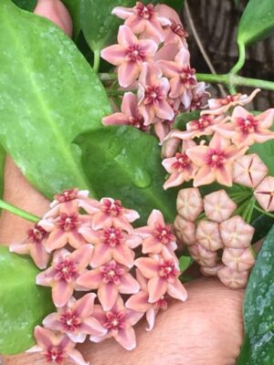 Hoya globulifera IML 1710 (former H. rubida) (4" pot) - Image 7