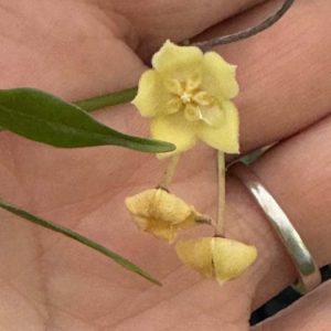 Hoya schneei (3" pot)