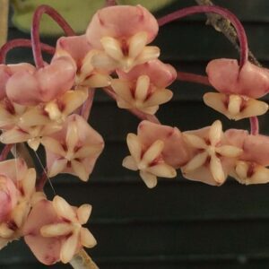 Hoya sigillatis (Alas River) (3" pot)