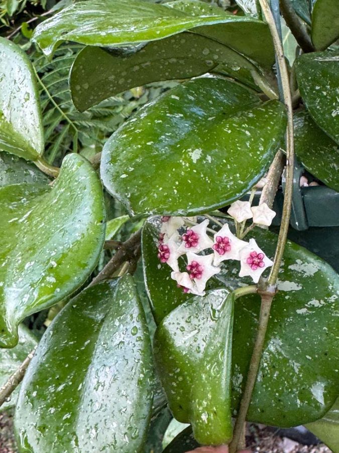 Hoya sp. Chiang Dao (splash) (3″ pot) – Gardino Nursery