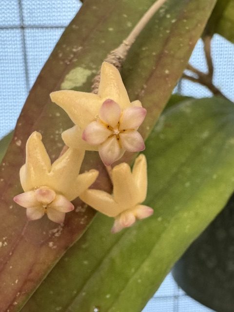 Hoya sp. Bengkulu (Rindu Rafflesia) (4" pot) - Image 4