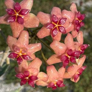 Hoya sp. Surigao Del Sur (2.5" pot)