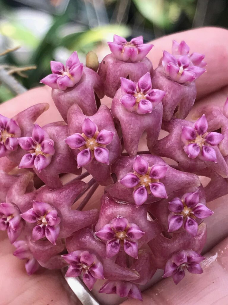 Hoya sp. UT-039 EPC-707 Flores island (4″ pot) – Gardino Nursery