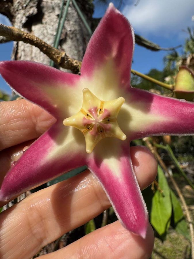 Hoya stenaokei (2.5″ pot) – Gardino Nursery