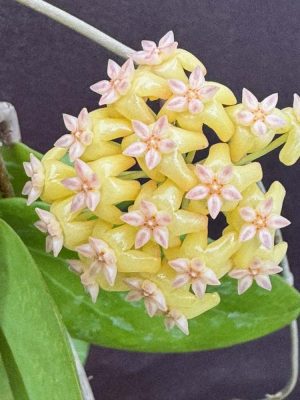 Hoya 'Swiffer's Dream' (3" pot) - Image 5