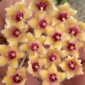 Hoya towutiensis (3" pot)