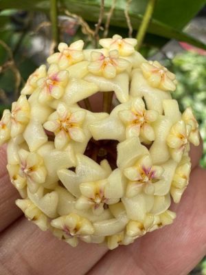 Hoya 'Linh' (MB1065) (2.5" pot)