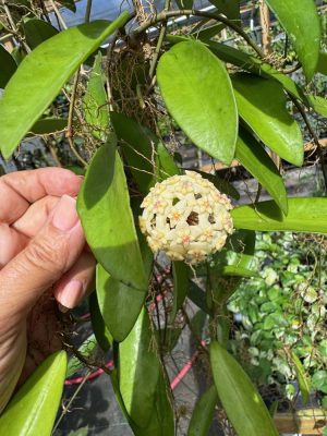 Hoya 'Linh' (MB1065) (2.5" pot) - Image 4