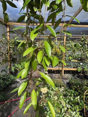 Hoya 'Linh' (MB1065) (2.5" pot) - Image 5