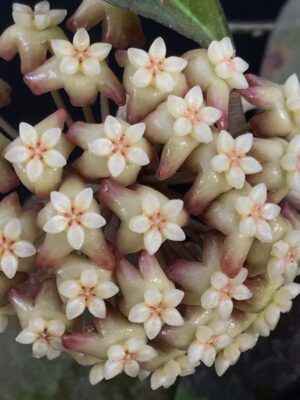 Hoya 'Tequila Sunrise' MB-1280-H (2.5" pot)