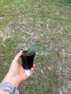 Hoya platycaulis (3" pot) - Image 3