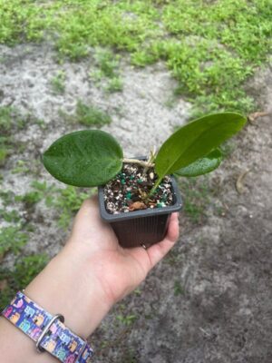 Hoya sp. UT-029 (2.5" pot) - Image 2
