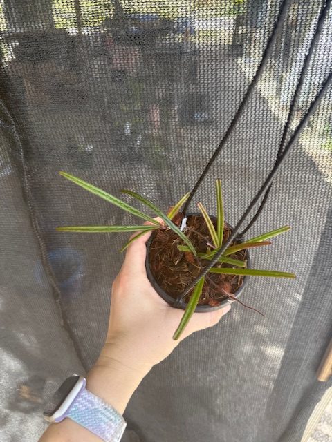 Hoya insularis (4" HB) - Image 2