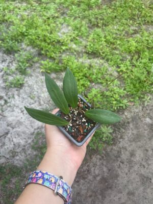Hoya butleriana (2.5" pot) - Image 2