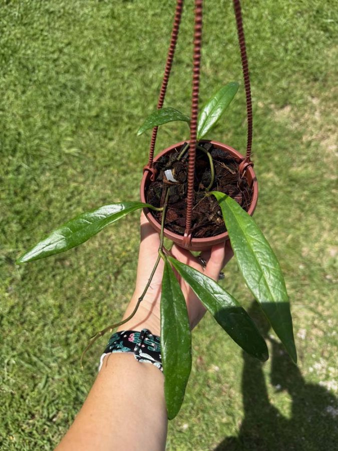 Hoya sulawesiana (4″ HB) – Gardino Nursery