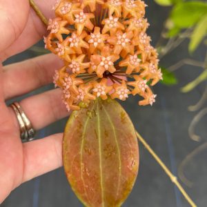 Hoya 'Russell' (4" pot)