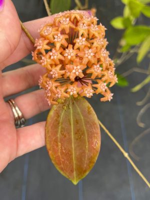 Hoya 'Russell' (4" pot)