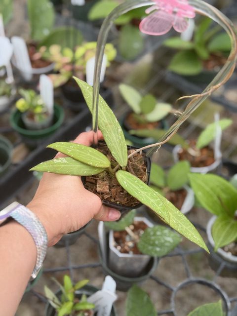 Hoya sp. SR 2007-13 (3" pot) - Image 2