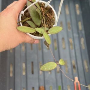 Hoya sigillatis 'Alas Island' (3" HB)