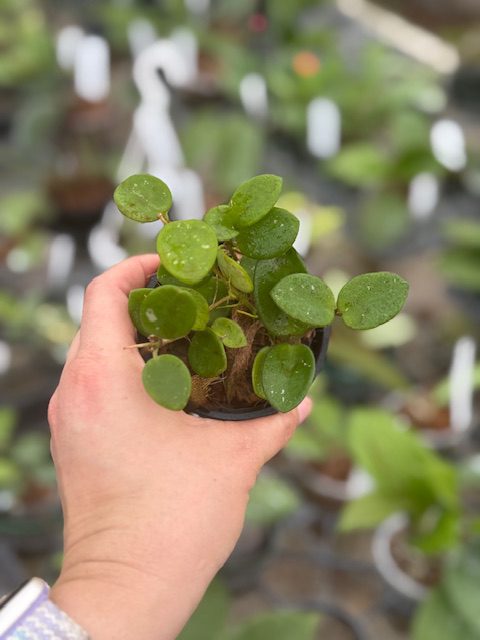 Hoya 'Mathilde' (3″ pot) – Gardino Nursery