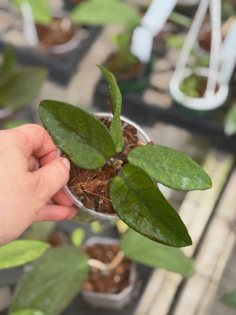 Hoya dasyantha (3" pot) - Image 2