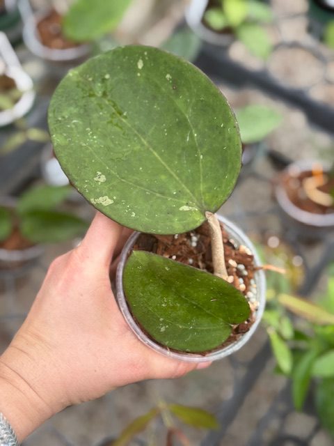 Hoya loyceandrewsiana (fka H. latifolia IML 0088) (4" pot) - Image 3