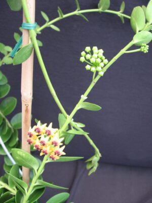 Hoya cumingiana (2.5" pot) (dollar add-on) (ONE add-on PER PERSON, extras WILL be removed from order) - Image 8