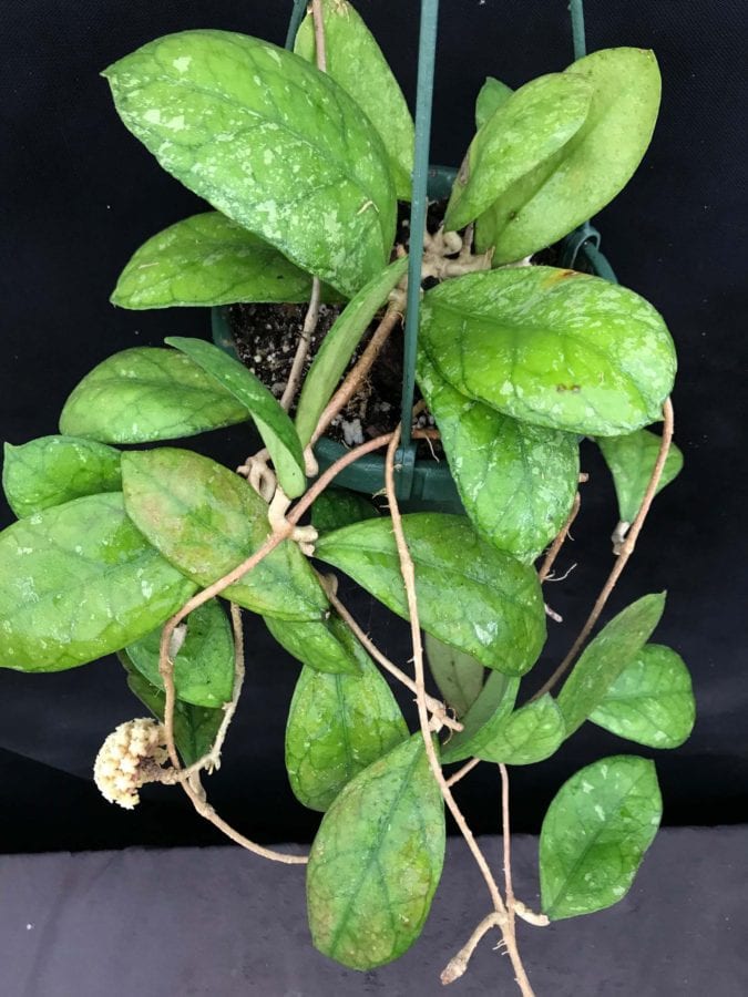 Hoya 'Irina' EPC-964 (3" pot) - Image 9