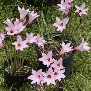 Habranthus brachyandrus / Zephyranthes - Large Pink Rain Lily (Please email us for availability)