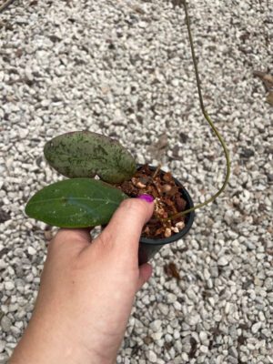 Hoya rintzii from Borneo (3" pot) - Image 4