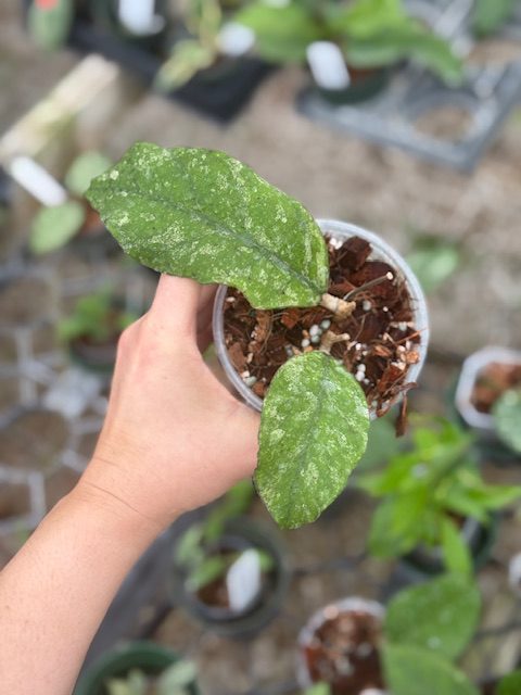 Hoya sp. Bahoi (splash) (4" pot) - Image 3