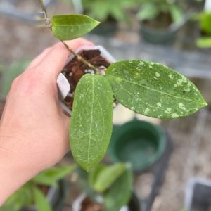 Hoya loyceandrewsiana x unknown (2.5" pot)