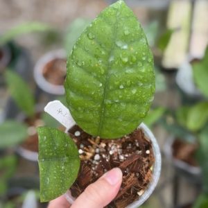 Hoya sp. Ivory Mountain Borneo (3.5" pot)