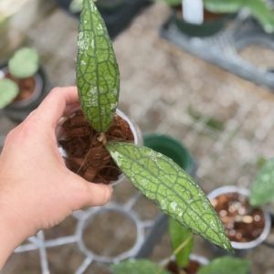 Hoya clemensiorum 'Crocodile' (Indonesia) (3" pot)