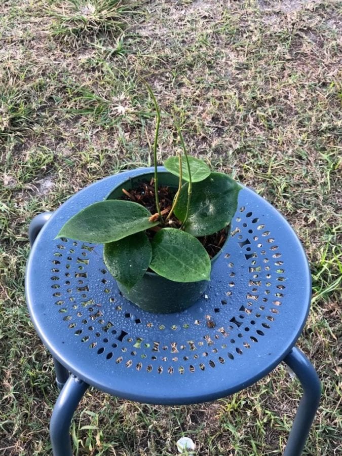 Hoya aldrichii IML 1418 (5″ pot) – Gardino Nursery