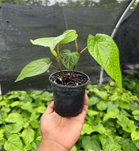 cucumber plant flowers Cucumber Blossom – Girl & Dug Farm main image 1