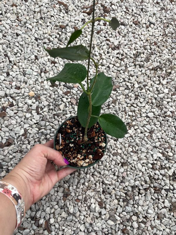 Hoya 'Kaimuki' (4" pot) - Image 5