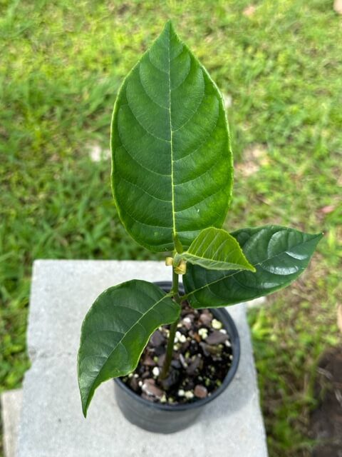 Artocarpus heterophyllus – Jackfruit (4″ pot) – Gardino Nursery