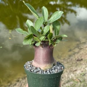 Adenium arabicum 'Black Godzilla' (5" pot)