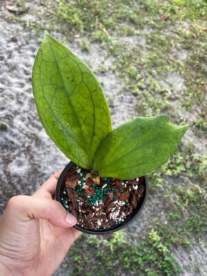 Hoya 'Jennifer' (4" pot) - Image 2