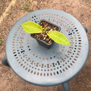 Hoyas Full List Gardino Nursery